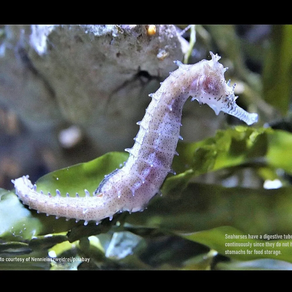 2027 Seahorse Calendar Ocean Marine Life Photography Coastal Decor Wall Calendar